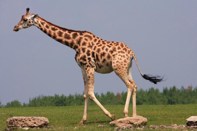 Ученые раскрыли тайну длинной шеи у жирафа