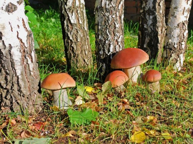 Ученые нашли опасный для здоровья человека гриб