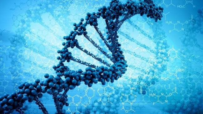 Расшифрованный геном человека поможет вылечить любую болезнь
