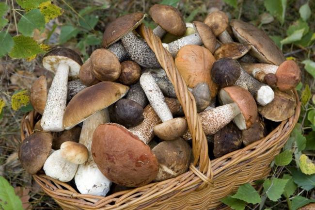 Ученые рассказали об уникальных свойствах обычных грибов