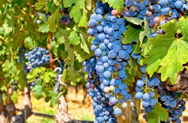 Доказано: Первые виноделы появились в Грузии