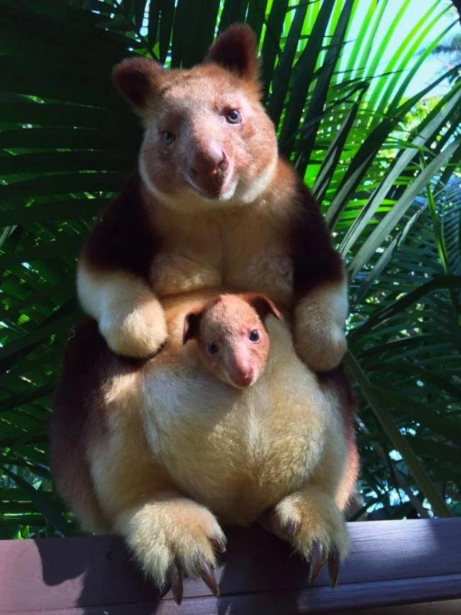 Древесные кенгуру – самые милые животные на Земле (ФОТО)