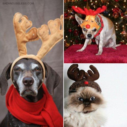 Домашние животные с оленьими рожками, полные радости и рождественского настроения (ФОТО)
