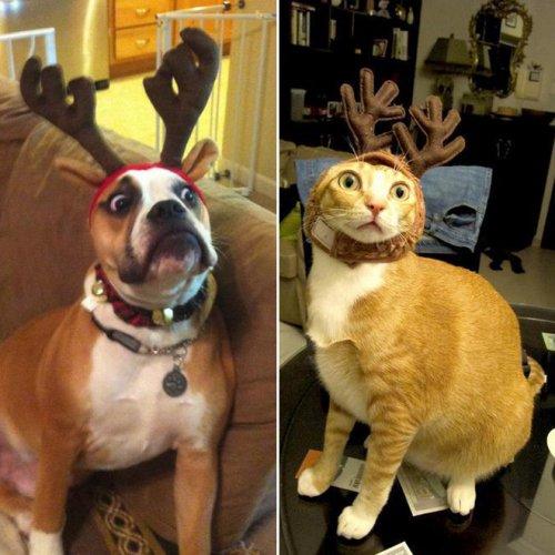 Домашние животные с оленьими рожками, полные радости и рождественского настроения (ФОТО)