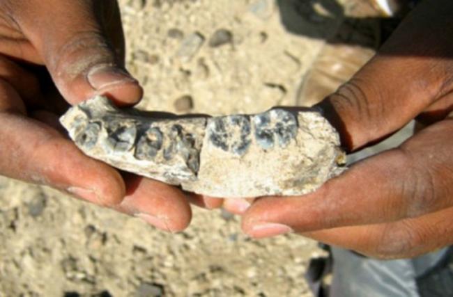 Ученые обнаружили в Индонезии останки самого древнего рыболова на Земле
