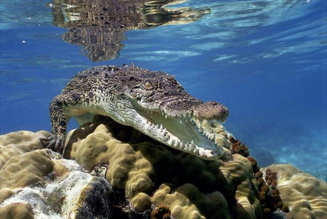 Крокодилы вымрут из-за климатических изменений, – ученые
