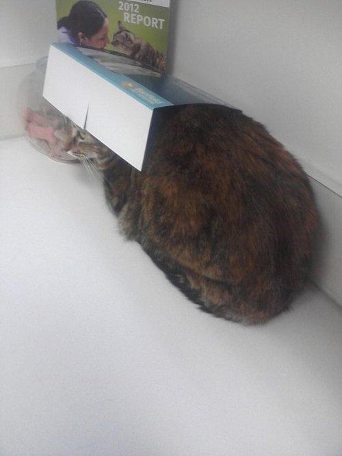 Курьезные снимки кошек, осознавших, что попали к ветеринару (ФОТО)