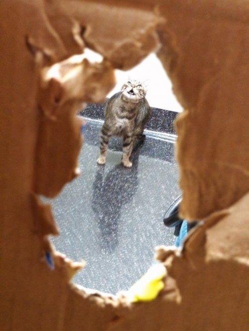 Курьезные снимки кошек, осознавших, что попали к ветеринару (ФОТО)