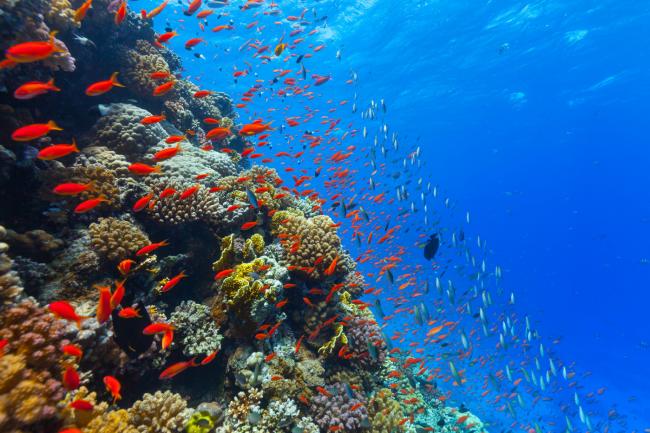 Ученые бьют тревогу: В Мировом океане возрастает количество «мертвых зон»