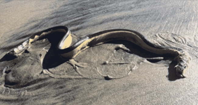 У берегов Калифорнии появился редкий вид ядовитых змей
