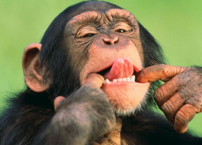 В Китае ученым удалось впервые создать клон обезьяны
