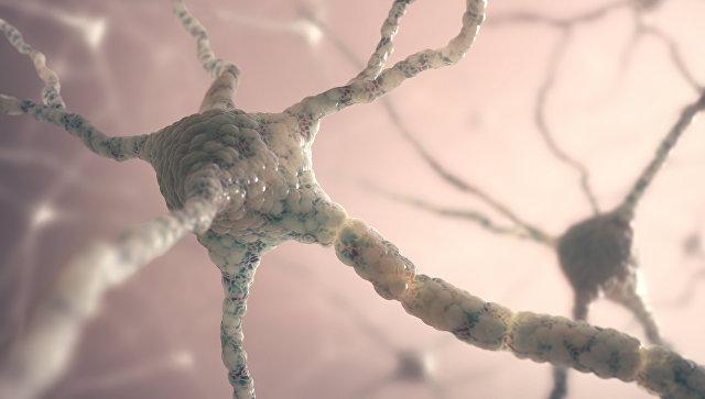 Биологи впервые увидели, как рождаются новые клетки мозга