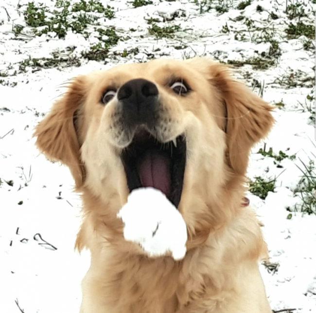 Забавная реакция животных, которые впервые увидели снег (ФОТО)