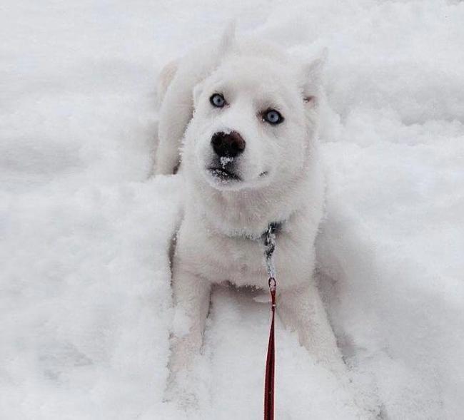 Забавная реакция животных, которые впервые увидели снег (ФОТО)