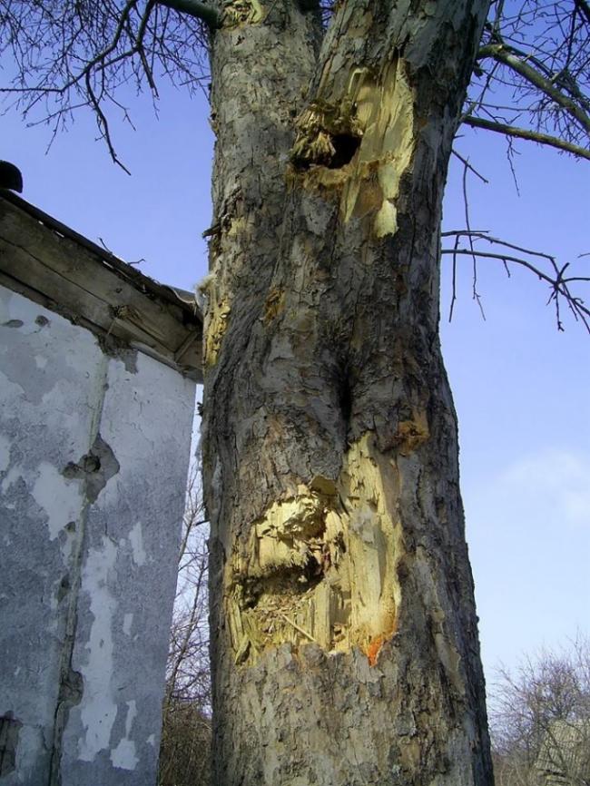 Боевики обстреляли жилые дома на Луганщине (ФОТО)