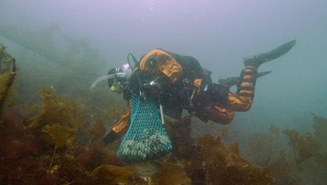 У берегов США нашли массовое подводное захоронение