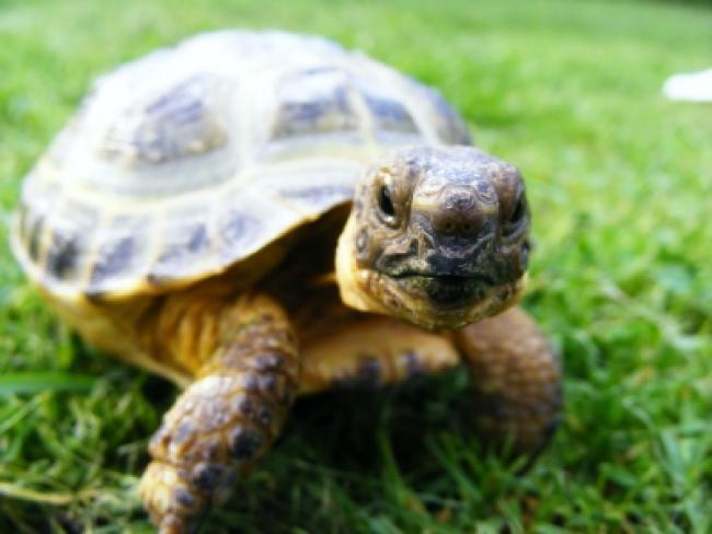 Черепаха чудом выжила после «нашествия» слонов