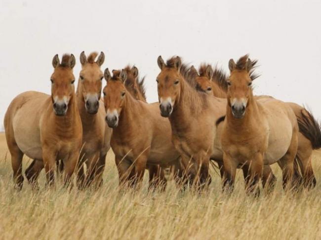 В зоне ЧАЭС обнаружили последних диких лошадей на Земле