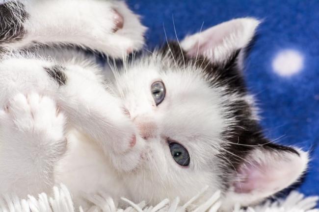 Ученые создадут вакцину от аллергии на кошек