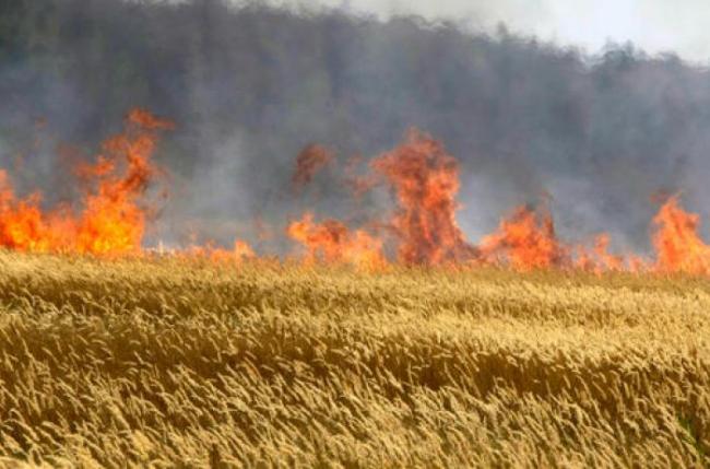 В Запорожской области сгорели 100 гектаров пшеницы