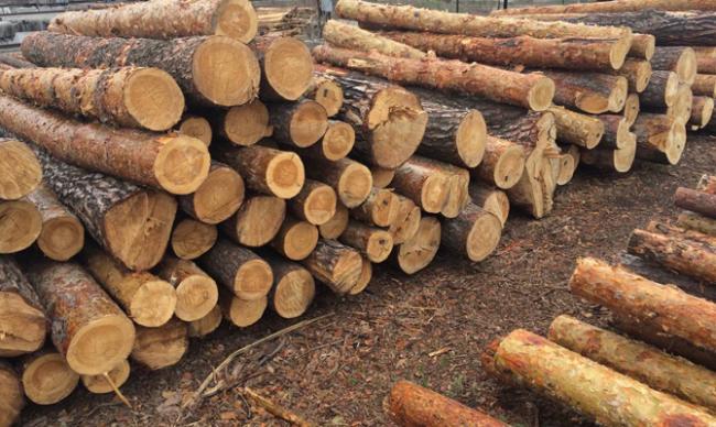 Из Украины вывозятся миллионы тонн древесины для изготовления мебели в ЕС