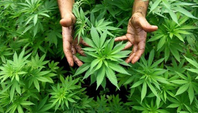 Таиланд легализовал марихуану в медицинских целях