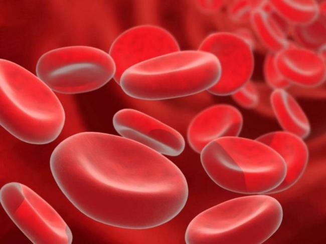 В костях обнаружен новый тип кровеносных сосудов