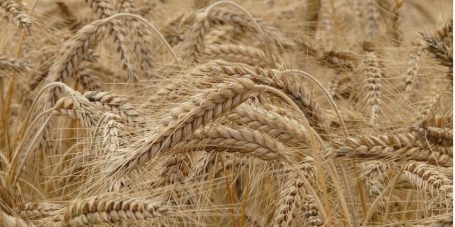 Украина увеличила экспорт зерна в полтора раза