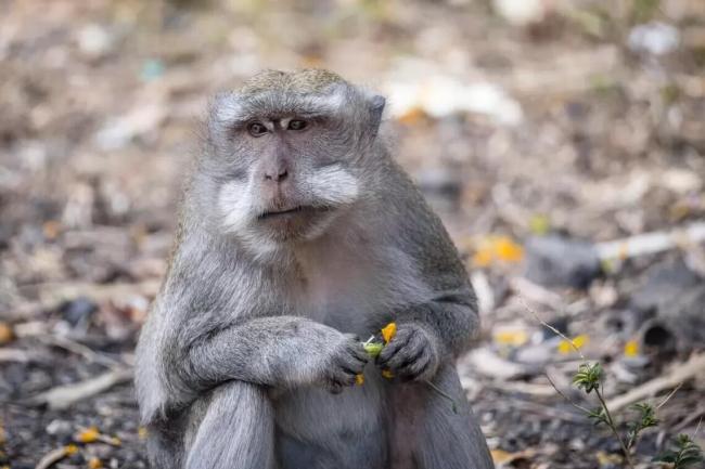Оспа обезьян: в ВОЗ рассказали, кто может пострадать от болезни больше всех