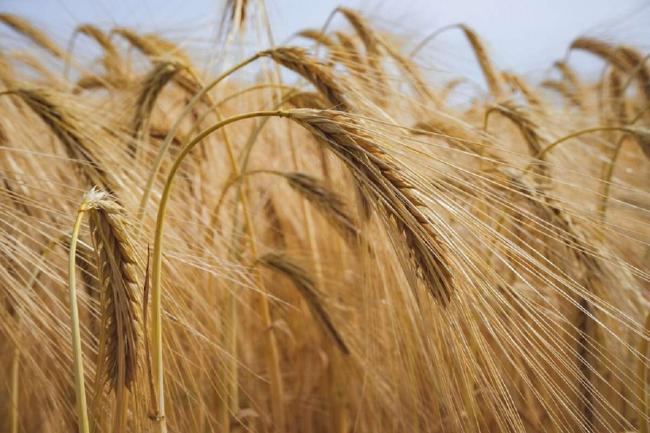 ЕС может ввести субсидирование экспорта зерна из Украины