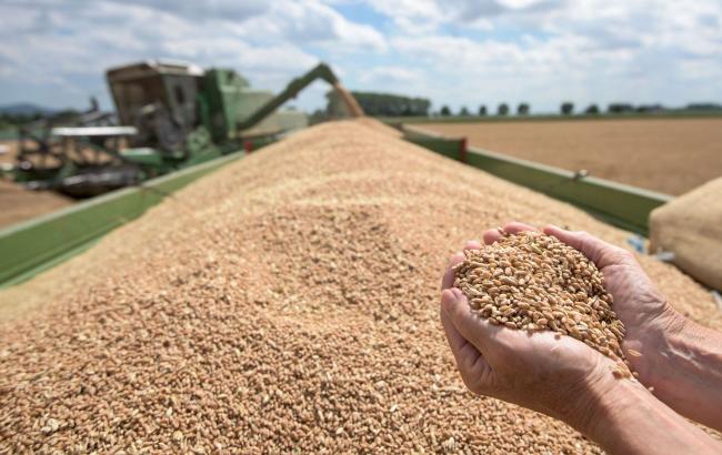 Урожай зерна упадет на 3%, масличных культур – на 11%: прогноз аграриев